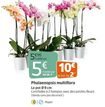 Jardiland Phalaenopsis multiflora offre