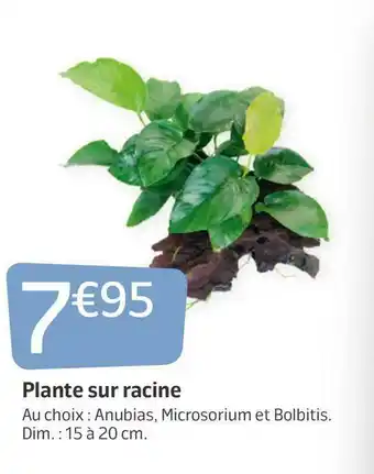 Plante sur racine