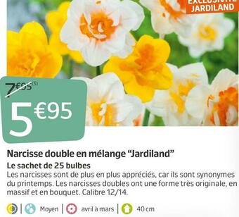 Jardiland Narcisse double en mélange “jardiland” offre