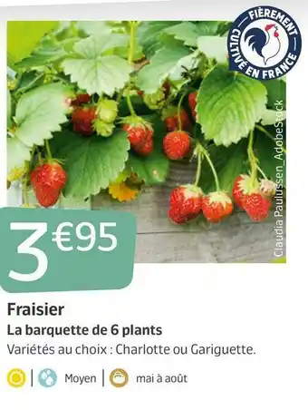 Jardiland Fraisier offre