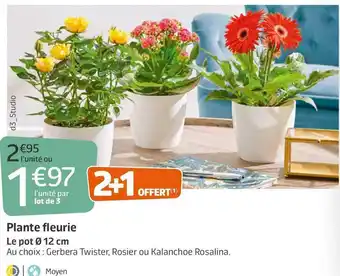 Jardiland Plante fleurie offre