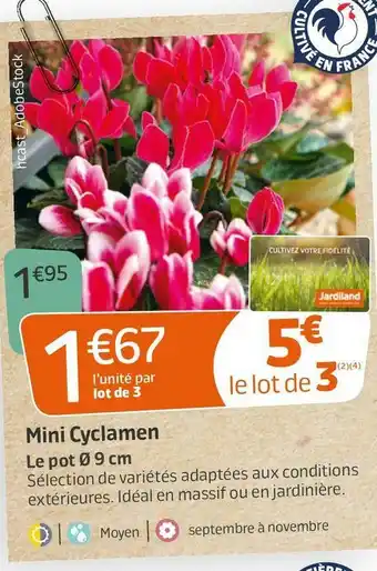 Jardiland Mini cyclamen offre