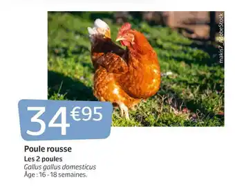 Poule rousse