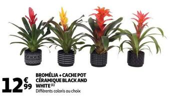 Auchan Bromélia + cache pot céramique black and white offre