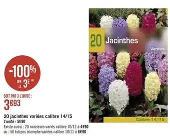 20 jacinthes variées calibre 14/15