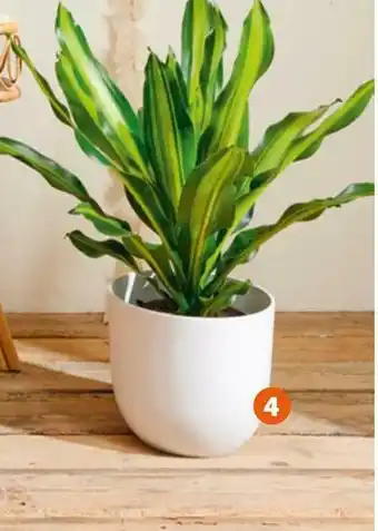 Burley dracaena “burley”