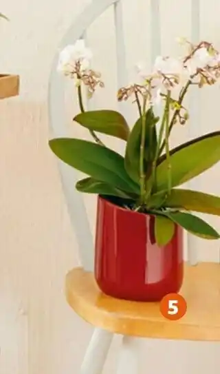 Jardiland Phalaenopsis “willd” offre