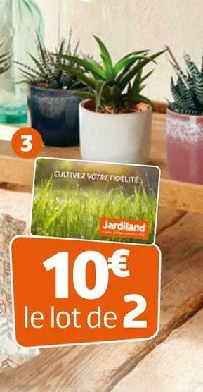 Jardiland Collection d'aloé et d'haworthia offre