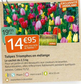 Jardiland Tulipes triomphes en mélange offre