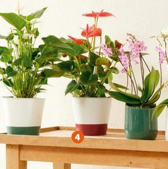 Jardiland Anthurium champion® offre