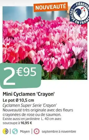 Jardiland Mini cyclamen 'crayon' offre
