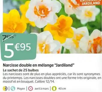 Jardiland Narcisse double en mélange “jardiland” offre