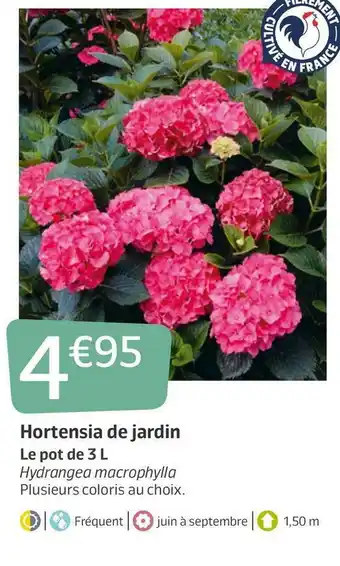 Jardiland Hortensia de jardin offre