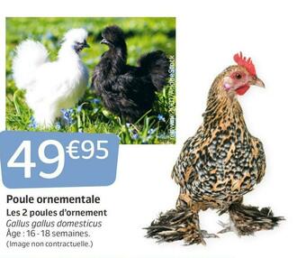 Jardiland Poule ornementale offre