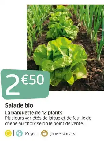 Jardiland Salade bio offre