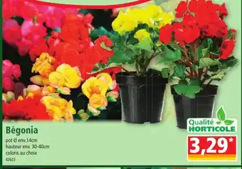 Norma Bégonia offre