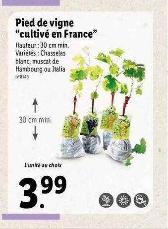 Pied De Vigne "cultivé En France"