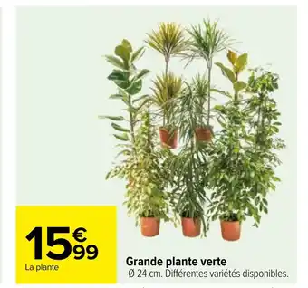Carrefour Grande plante verte offre