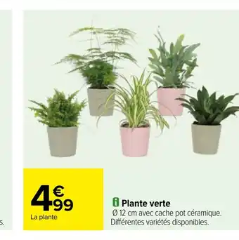 Carrefour Plante verte offre