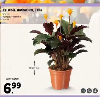 Lidl Calathéa, Anthurium, Calla offre