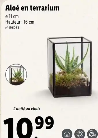 Aloé en terrarium