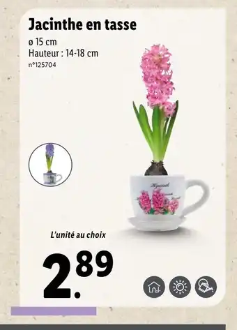 Jacinthe en tasse