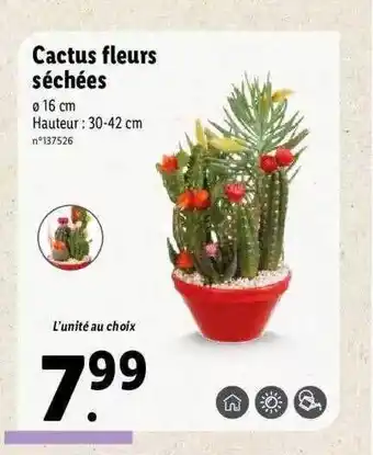 Lidl Cactus Fleurs Séchées offre