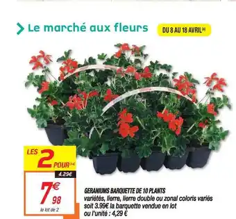 Géraniums Barquette De 10 Plants