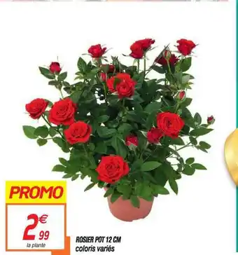 Netto Rosier Pot 12 Cm offre