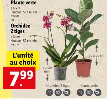 Lidl Plante verte offre