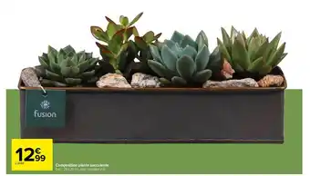 Carrefour Composition Plante Succulente offre