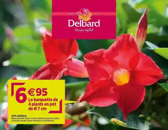 Delbard Dipladénia offre