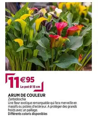 Delbard Arum De Couleur offre