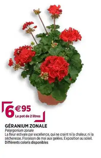 Géranium Zonale