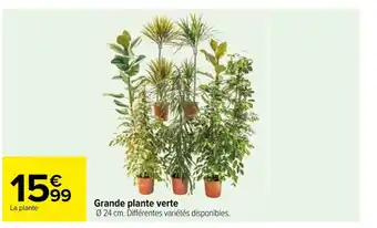 Carrefour Grande plante verte offre