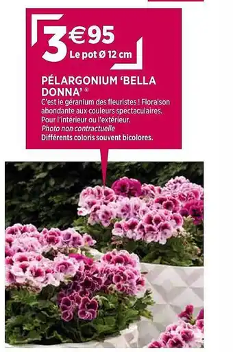 Delbard Pélargonium "bella Donna" offre
