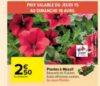 Plantes Ă Massif