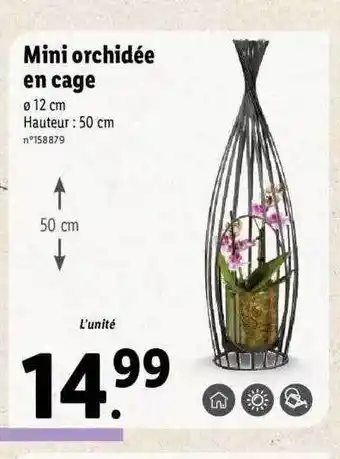 Mini Orchidée En Cage
