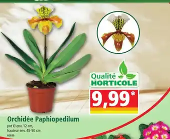 Norma Orchidée Paphiopedilum offre