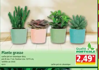 Norma Plante grasse offre