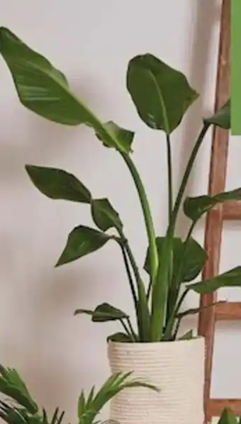 Carrefour Plante verte offre