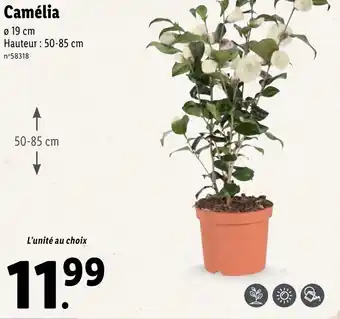 Lidl Camélia offre