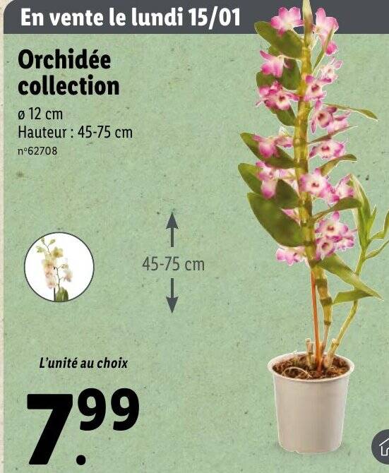 Promo Orchidée collection chez Lidl