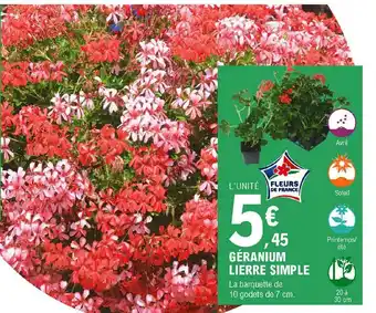 E.Leclerc Géranium Lierre Simple offre