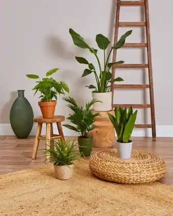 Carrefour Plante verte offre