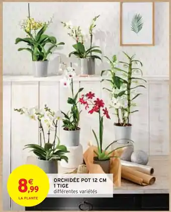 Orchidée pot 12 cm 1 tige