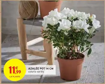 Intermarché Azalée pot 14 cm offre