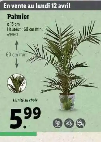Lidl Palmier offre
