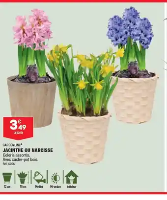 ALDI Jacinthe ou narcisse offre