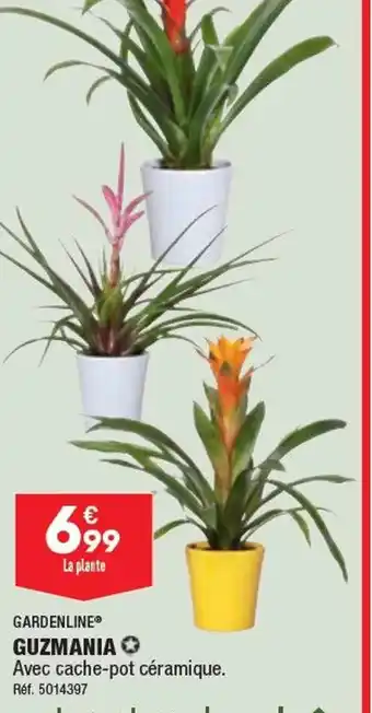 ALDI GUZMANIA offre